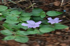 Dipteracanthus prostratus
